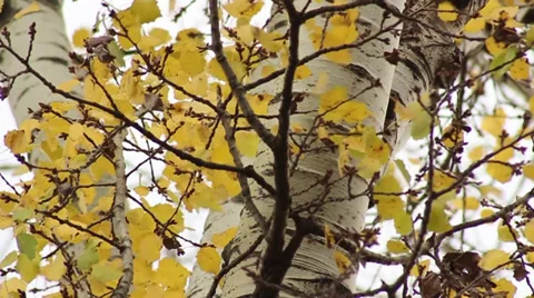 Autumn Leaves Stock Footage 32869698