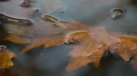 Autumn leaves Stock Footage 33276296