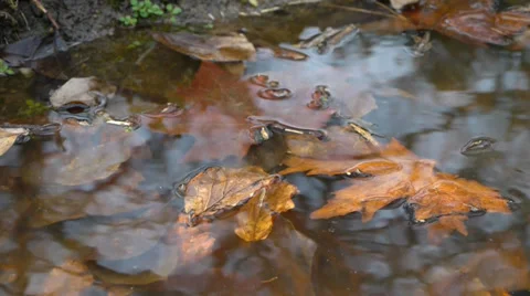 Autumn leaves Stock Footage 33277606