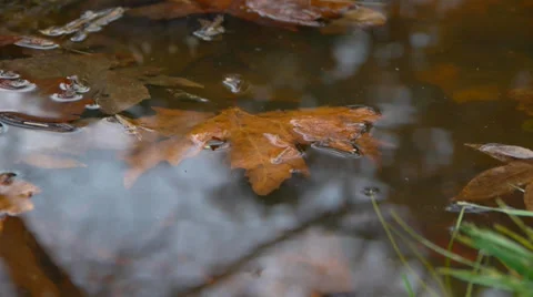 Autumn leaves 動画素材 33281216