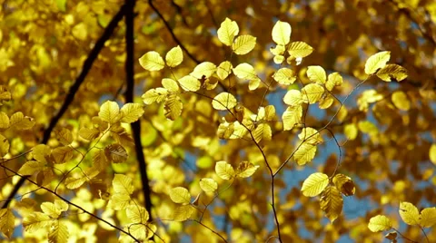Autumn leaves Stock Footage 34052214