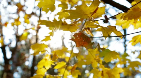 Autumn Leaves Stock-Footage 36560737
