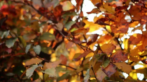 Autumn leaves Stock Footage 39126541