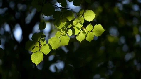 Autumn leaves Vídeos de archivo 40789094