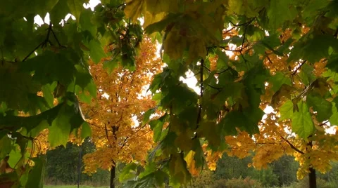 Autumn leaves Stock Footage 42057681