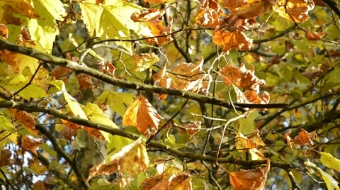 Autumn leaves Stock Footage 42889266
