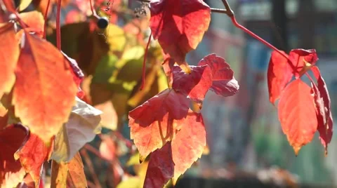 Autumn leaves Stock-Footage 43098183