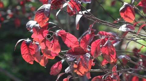 Autumn leaves Stock Footage 43098207