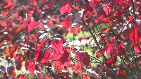 Autumn leaves Stock-Footage 43099007