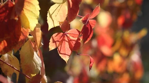 Autumn leaves Stock Footage 43104564