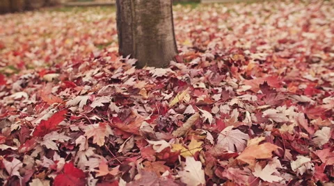Autumn Leaves Vídeo Stock 43116889
