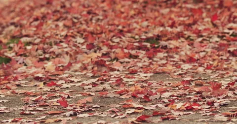 Autumn Leaves Stock Footage 43120539