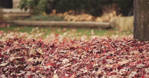 Autumn Leaves Video stock 43125586