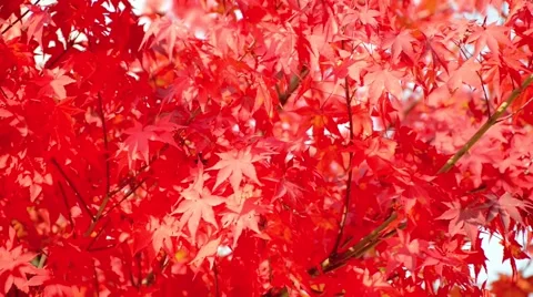 Autumn leaves Stock Footage 43225677