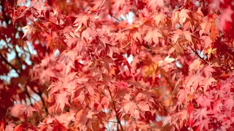 Autumn leaves Stock Footage 43225681
