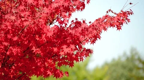 Autumn leaves Stock Footage 43225733