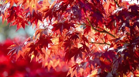 Autumn leaves Stock Footage 43225755