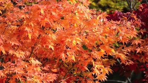 Autumn leaves Stock Footage 43225813