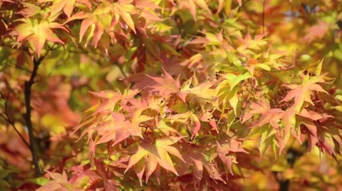 Autumn leaves Stock Footage 43225828