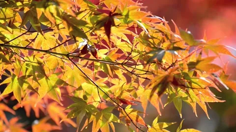 Autumn leaves Stock Footage 43225919