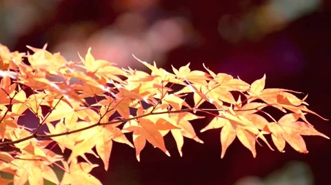 Autumn leaves Stock Footage 43225950