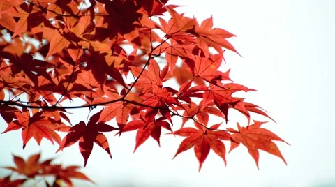 Autumn leaves Stock Footage 43226045