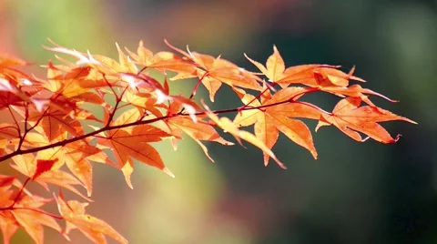 Autumn leaves Stock Footage 43226074