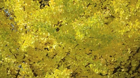 Autumn leaves Stock Footage 43226286