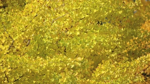 Autumn leaves Stock Footage 43226336