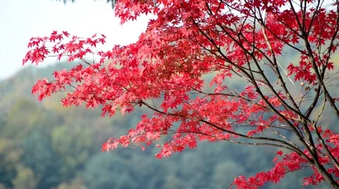 Autumn leaves Stock Footage 43226430