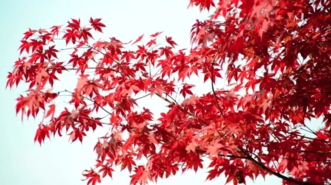 Autumn leaves Stock Footage 43226459