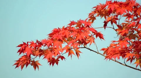 Autumn leaves Stock Footage 43226547