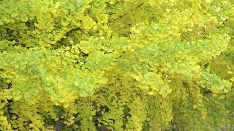 Autumn leaves Stock Footage 43226706