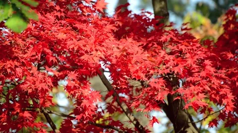 Autumn leaves Stock Footage 43226924