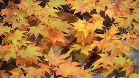 Autumn leaves Stock Footage 43227238
