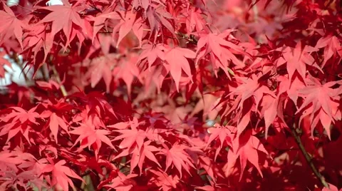 Autumn leaves Stock Footage 43227492