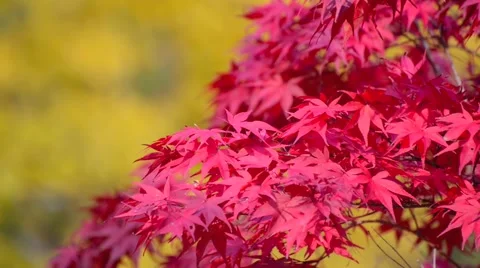 Autumn leaves Stock Footage 43227553