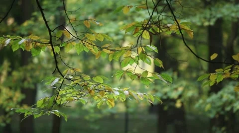 Autumn leaves Stock Footage 43400530
