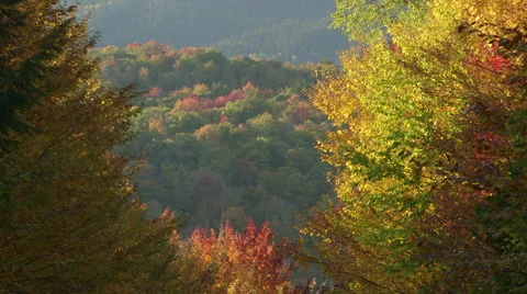 Autumn Leaves Stock Footage 43547960