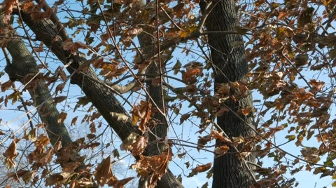 Autumn Leaves 動画素材 44754508