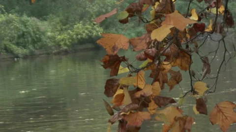 Autumn Leaves Stock Footage 47963764