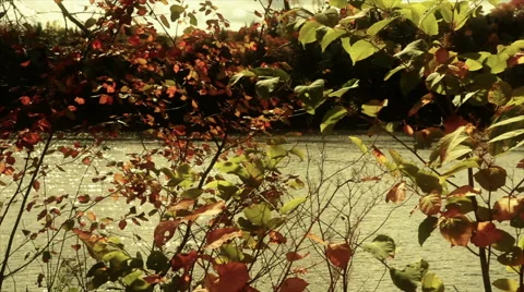 Autumn leaves Stock-Footage 48455745