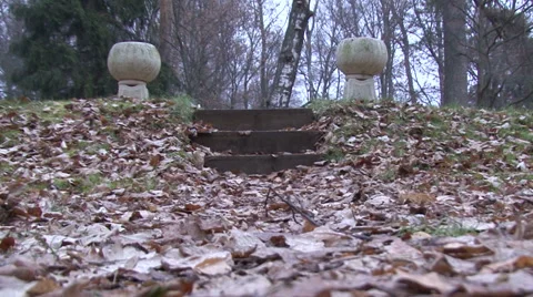 Autumn Leaves Stock Footage 49223666