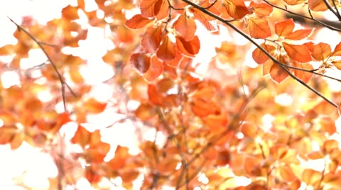 Autumn Leaves Stock Footage 50212453