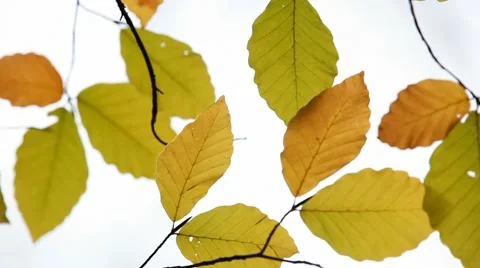 Autumn leaves Video stock 51672946
