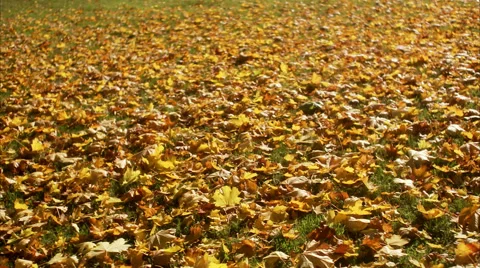 Autumn leaves. Stock Footage 51843397