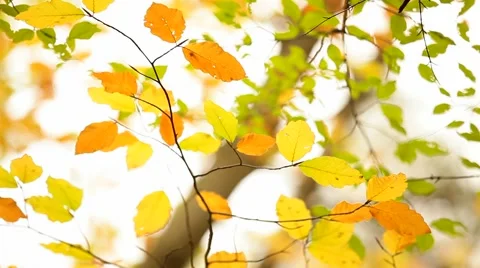 Autumn Leaves Stock Footage 52478431