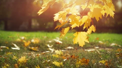 Autumn Leaves Stock Footage 55391756