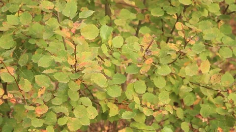 Autumn Leaves Video stock 55505610