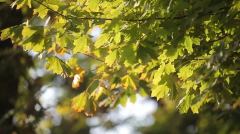 Autumn Leaves Stock Footage 56079343